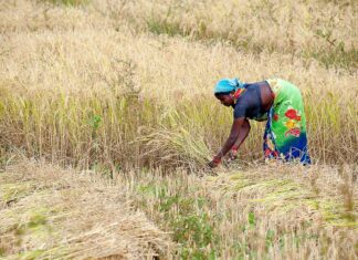 Cultivo de polvo de roca: un enfoque novedoso para la captura de carbono y la resiliencia de los cultivos