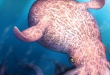 Гігантські восьминоги крейдяного періоду: безхребетні суперхижаки океанських глибин