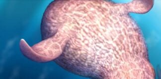 Гігантські восьминоги крейдяного періоду: безхребетні суперхижаки океанських глибин