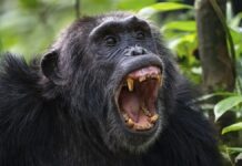 Weekly Science Digest: From Lunar Records to Biological Breakthroughs