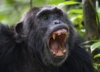 Weekly Science Digest: Von Mondaufzeichnungen zu biologischen Durchbrüchen