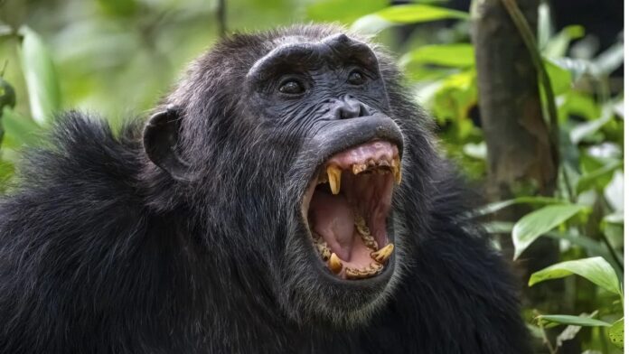 171b3e52-ced7-44ad-982e-0e8361b2d1be