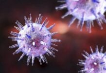 Como o vírus Epstein-Barr sequestra o sistema imunológico para causar esclerose múltipla