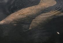 De lamantijnenpopulatie in Florida wordt geconfronteerd met een toenemende dreiging door aanvaringen met boten