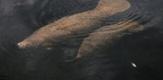 Населення ламантинів у Флориді стикається з зростаючою загрозою зіткнень з човнами