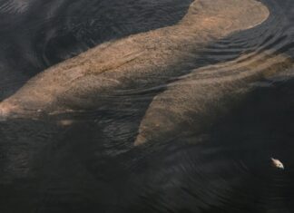 População de peixes-boi da Flórida enfrenta ameaça crescente de colisões de barcos