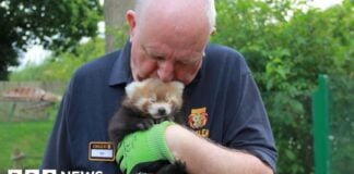 Шість десятиліть пригод: Сафарі-парк Лонгліт святкує 60-річчя