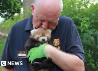 Enam Dekade Petualangan: Taman Safari Longleat Merayakan 60 Tahun