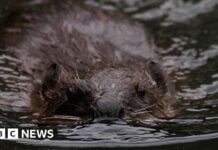 Підготовка до повернення ключового вигляду: проект з реінтродукції бобрів у Глостерширі