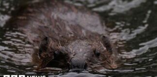 Підготовка до повернення ключового вигляду: проект з реінтродукції бобрів у Глостерширі