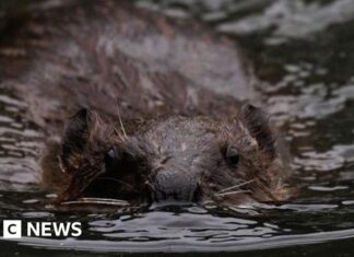 Préparer le retour des espèces clés : projet de réintroduction du castor dans le Gloucestershire