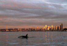 Загадкова міграція: чому косатки-малоїди пройшли шлях у 2000 миль на південь до Сіетлу