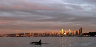 Загадкова міграція: чому косатки-малоїди пройшли шлях у 2000 миль на південь до Сіетлу