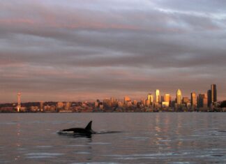 Unexplained Migration: Why Mammal-Eating Orcas Have Traveled 2,000 Miles South to Seattle