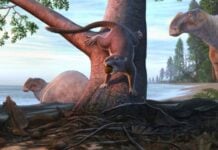Un nuovo fossile rivela come i piccoli mammiferi sono sopravvissuti all’era dei dinosauri