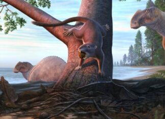 Un nuevo fósil revela cómo los pequeños mamíferos sobrevivieron a la era de los dinosaurios