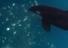 Pourquoi les orques écrasent le poisson-lune : la physique de la boucherie
