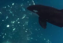 Pourquoi les orques écrasent le poisson-lune : la physique de la boucherie