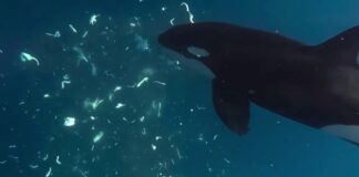 Чому косатки б’ють морських собак: Фізика обробки