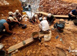Pourquoi des humains âgés de 850 000 ans en Espagne mangeaient des adultes et pas seulement des enfants