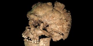 Ein Steinmesser, eine Stichwunde, vor 100.000 Jahren