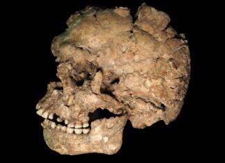 A Stone Knife, A Stab Wound, 100k Years Ago