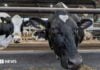 Як фермери Уельсу можуть очистити річки та заощадити гроші
