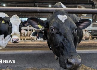 Wie Landwirte die verschmutzten Flüsse in Wales reparieren und Geld sparen können