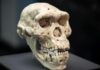 ДНК було недостатньо. Білки врятували Homo erectus від забуття
