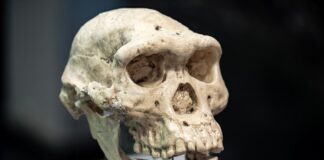 Nie było wystarczającej ilości DNA. Wiewiórki uratowały Homo erectus od zapomnienia
