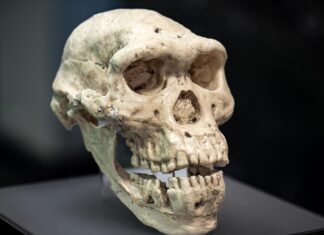 DNA war nicht genug. Protein gerettet Homo erectus.