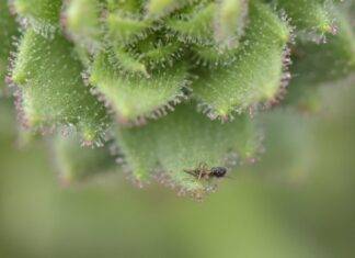 Heeft Charles Darwin 150 jaar geleden het muggenvangende Saxifraga-carnivoor correct voorspeld?