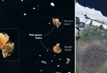 Jak satelity sledují dietu tučňáků na základě krill scat