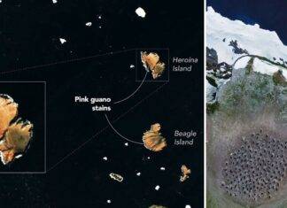 Come i satelliti tracciano la dieta dei pinguini individuando il guano dominato dal krill sulle isole pericolose dell’Antartide