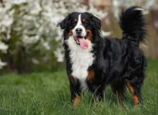 O gigante gentil: como o Bernese Mountain Dog se tornou o companheiro leal favorito da América