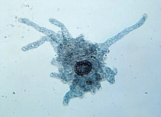 Perché la microbiologia è importante: dai piccoli agenti patogeni alle soluzioni industriali
