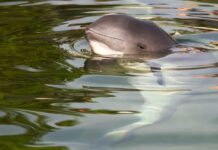 savevaquita: Чому найрідкісніші морські ссавці планети все ще тут