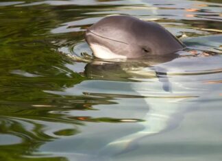 savevaquita: Warum es die seltensten Meeressäugetiere der Welt noch gibt