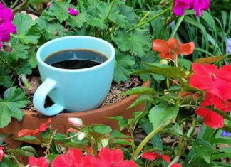 Hoe je overgebleven koffie als plantenbemesting kunt gebruiken